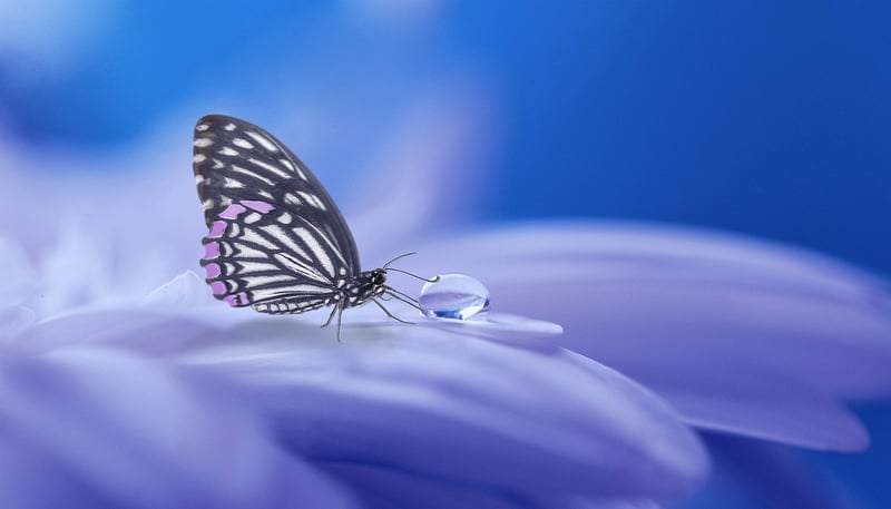 Temporal Escapade Image